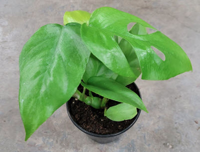 4" Monstera Minima Little Ginny 